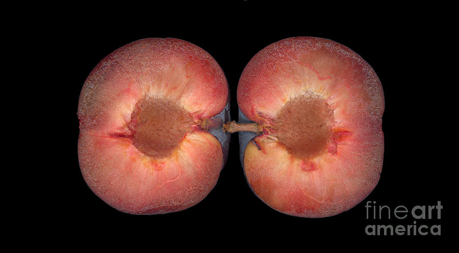 Fruit Photograph - Back Together Plum Horizontal by Heather Kirk
