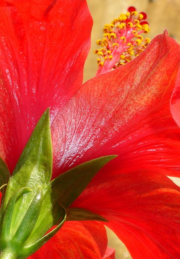 Back View of A Beautiful Bright Red Hibiscus Flower Photograph by Taiche Acrylic Art