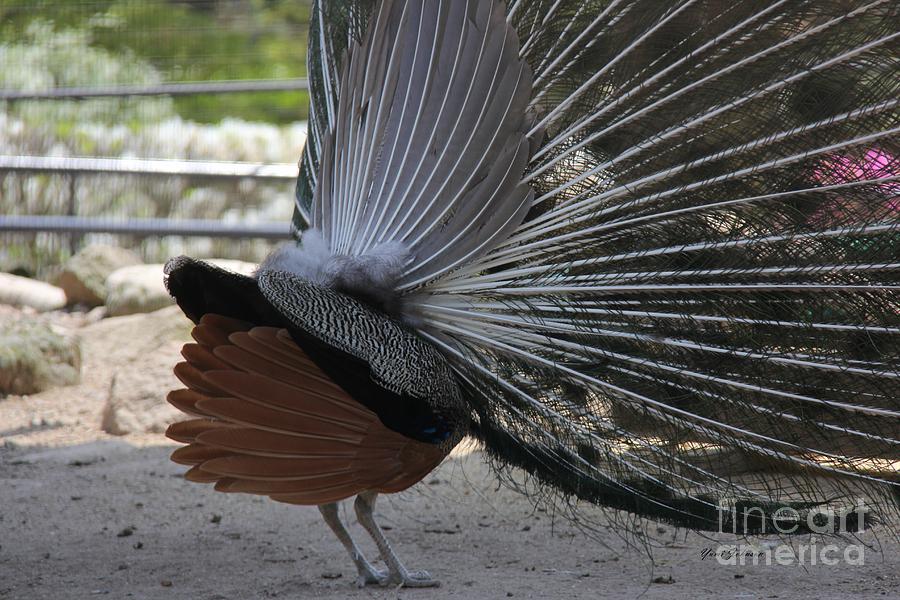 Back view of Peacock  Photograph by Yumi Johnson