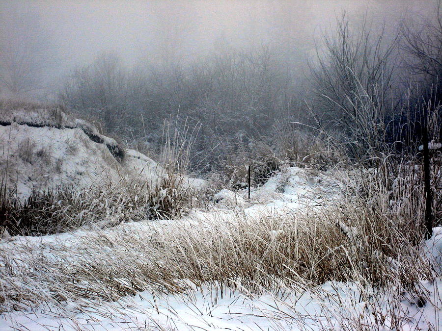 Back Woods Winter Photograph by Kathy Bassett