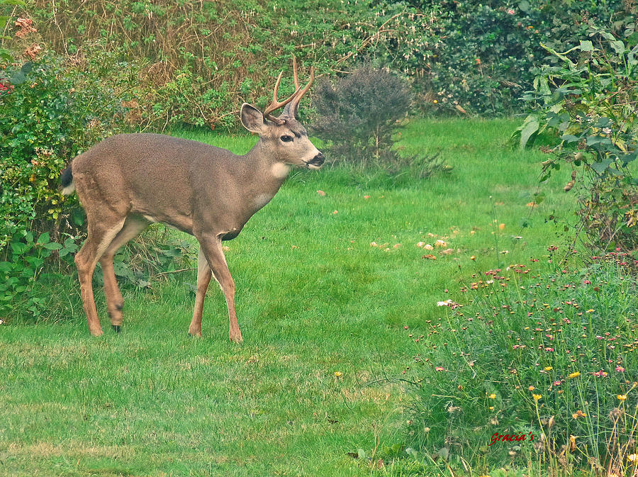 Back Yard Buck Photograph by Gracia Molloy