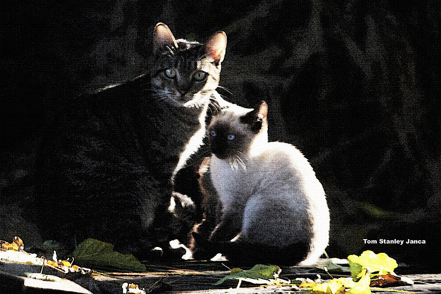 Back Yard Wild Cats Photograph by Tom Janca