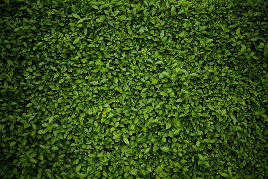 Background comprised of small green leaves Photograph by Rouzes
