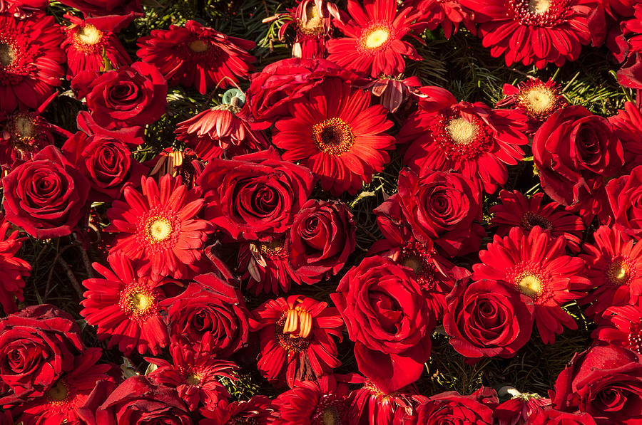 Background Of Red Roses And Daisies Photograph