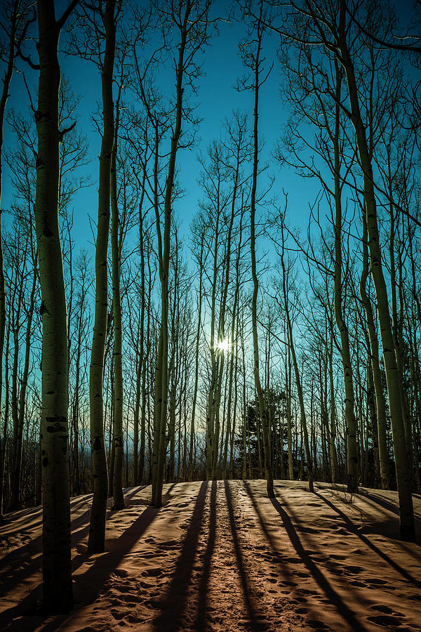 Backlight Aspens Photograph by Mabry Campbell