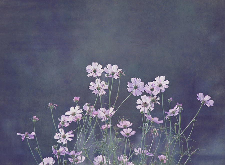 Backlight - Cosmos Flowers Photograph by Kim Hojnacki