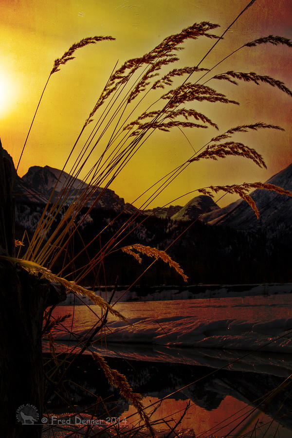 Backlight Grass Photograph by Fred Denner