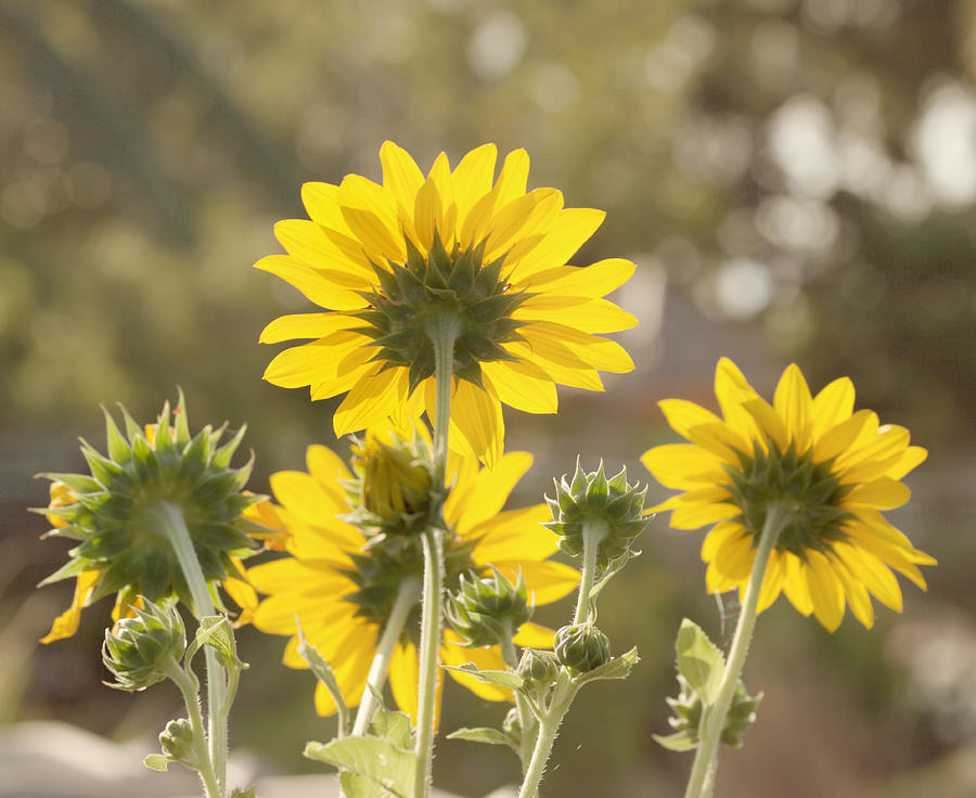 Backlight - Sunflowers Photograph by Kim Hojnacki