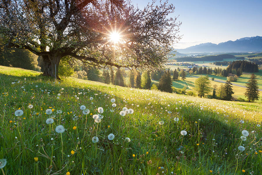 Backlight View Through Apple Tree, Summer Meadow In Bavaria, Germany Photograph by Wingmar