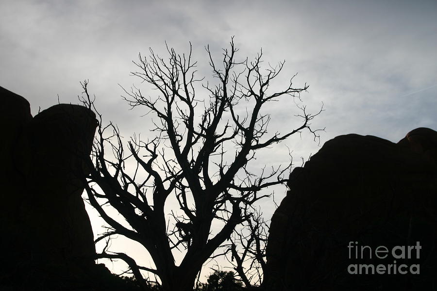 Tree Photograph - Backlighting by Katherine Karsten