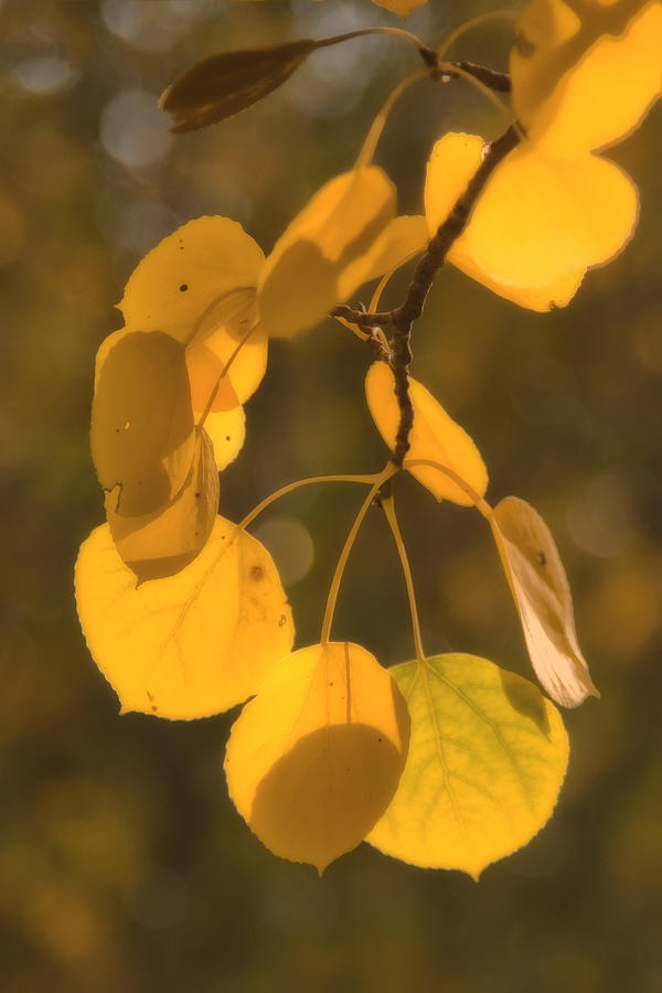 Backlit Aspen Leaves IMG 7235 Photograph by Greg Kluempers