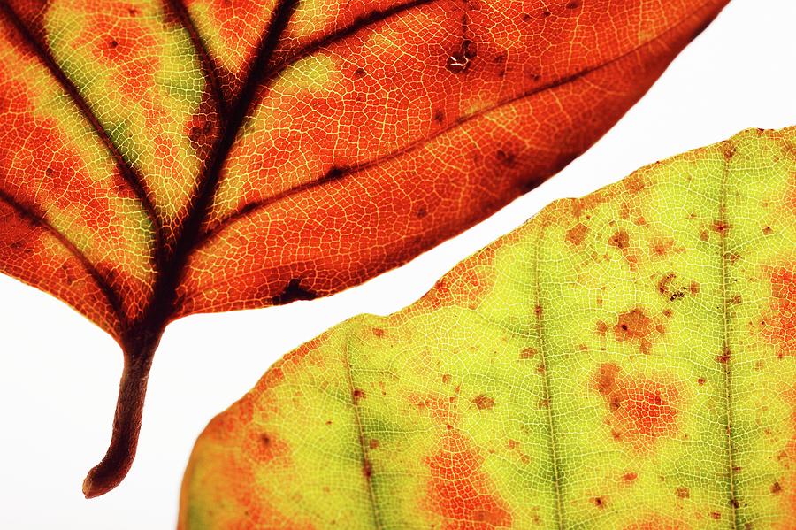 Backlit Autumnal Leaves Photograph by Mauro Fermariello/science Photo Library