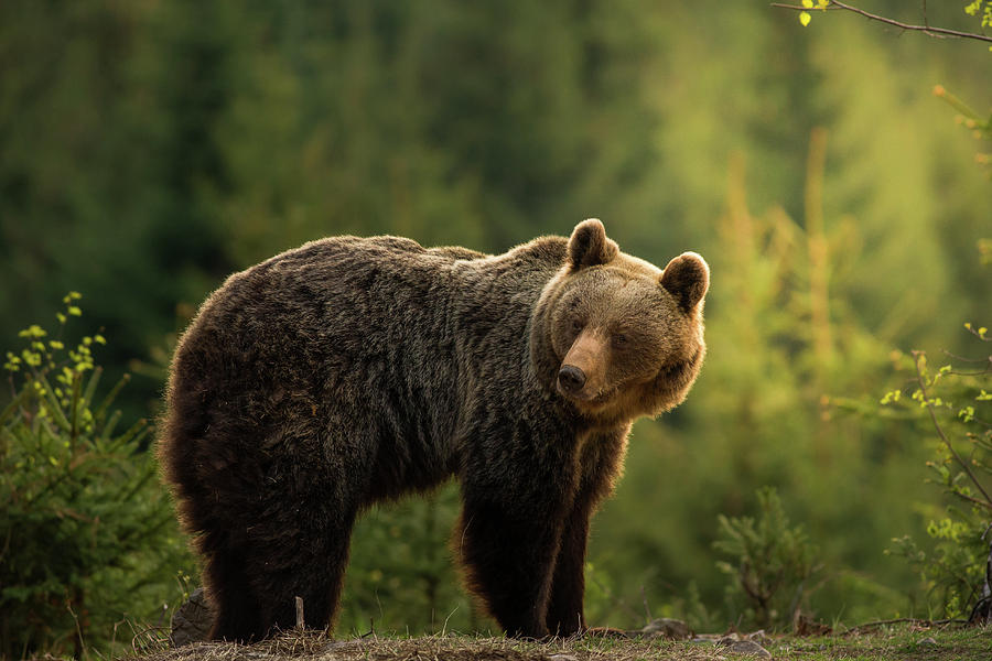 Backlit Bear Photograph by Richard Krchnak