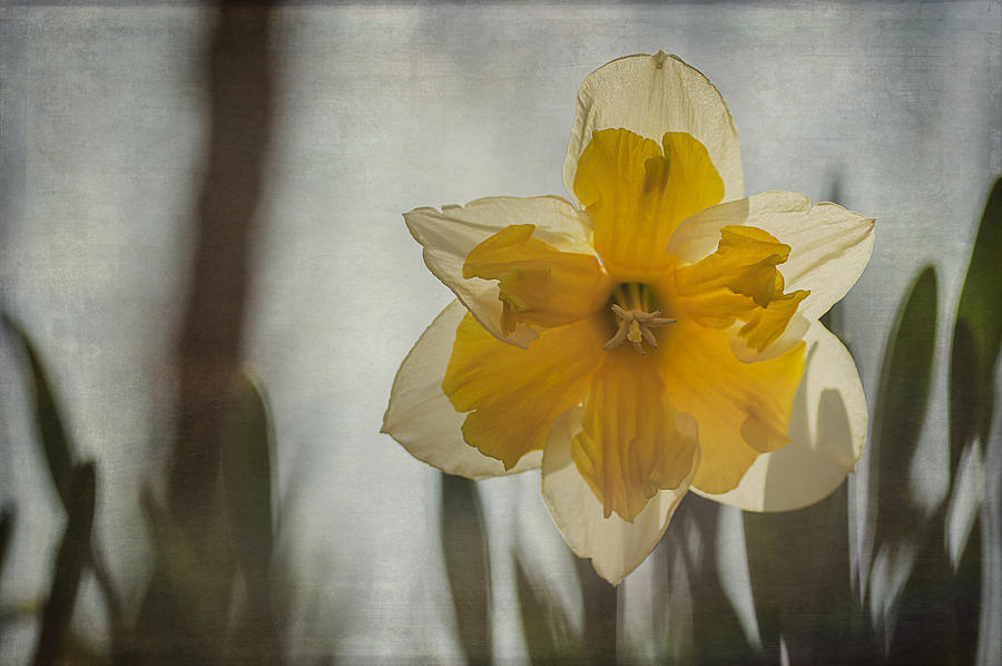 Spring Photograph - Backlit Beauty with Texture by Wayne Meyer