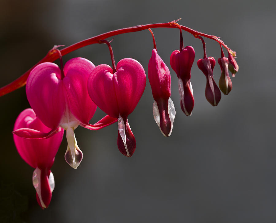 Flower Photograph - Backlit Bleeding Heart by Mr Bennett Kent