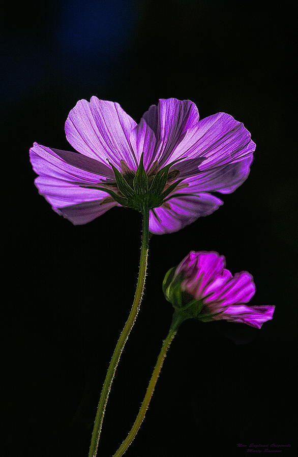 Flower Photograph - Backlit Blossoms by Marty Saccone