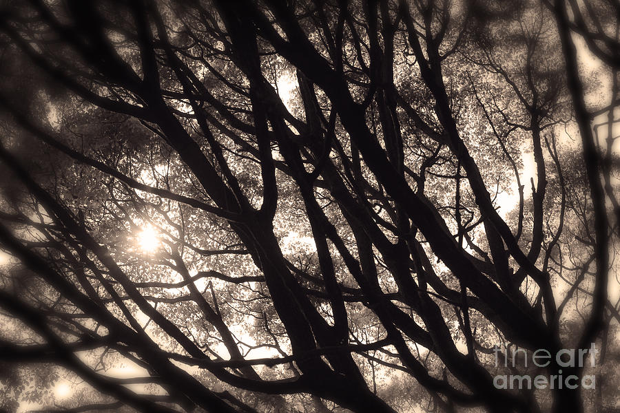 Black And White Photograph - Backlit Branches of a Majestic Tree I by Beverly Claire Kaiya