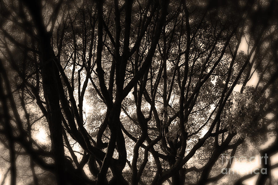 Backlit Branches of a Majestic Tree II Photograph by Beverly Claire Kaiya