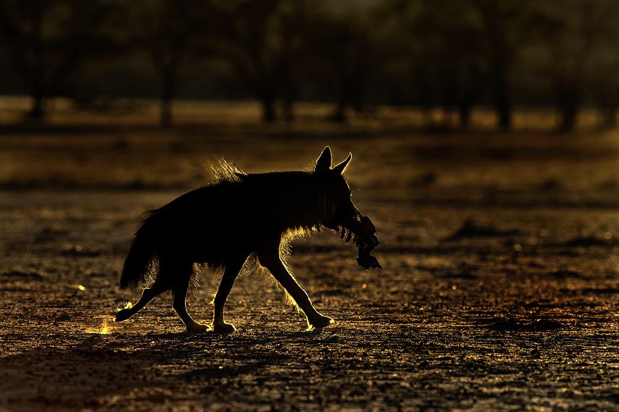 Backlit Brown Hyena With Carcass Remains Photograph by Tony Camacho/science Photo Library
