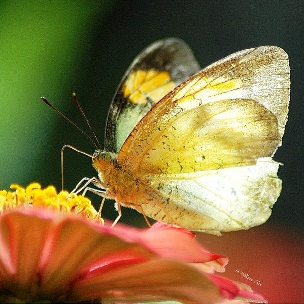 Backlit Butterfly Drinking Nectar Photograph by William Tan