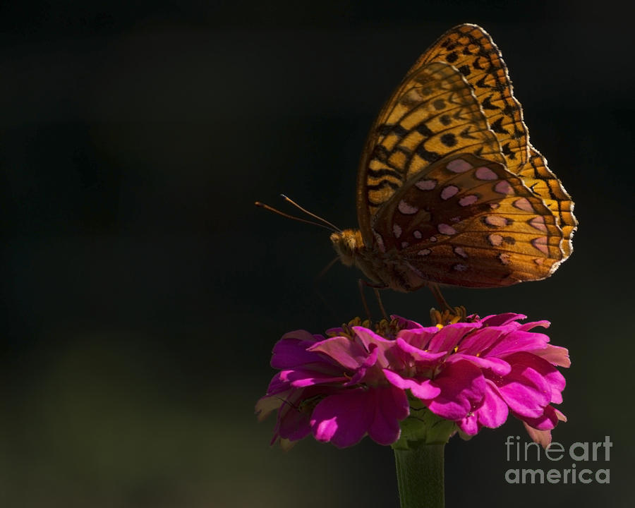 Backlit Butterfly Photograph by Lili Feinstein