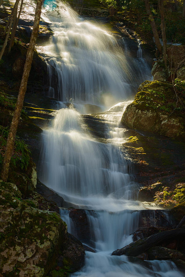 Backlit Buttermilk Photograph by Mark Rogers