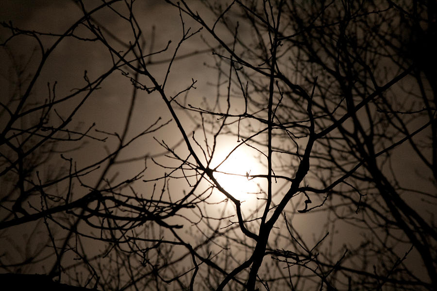 Backlit by the Moon Photograph by Kristia Adams