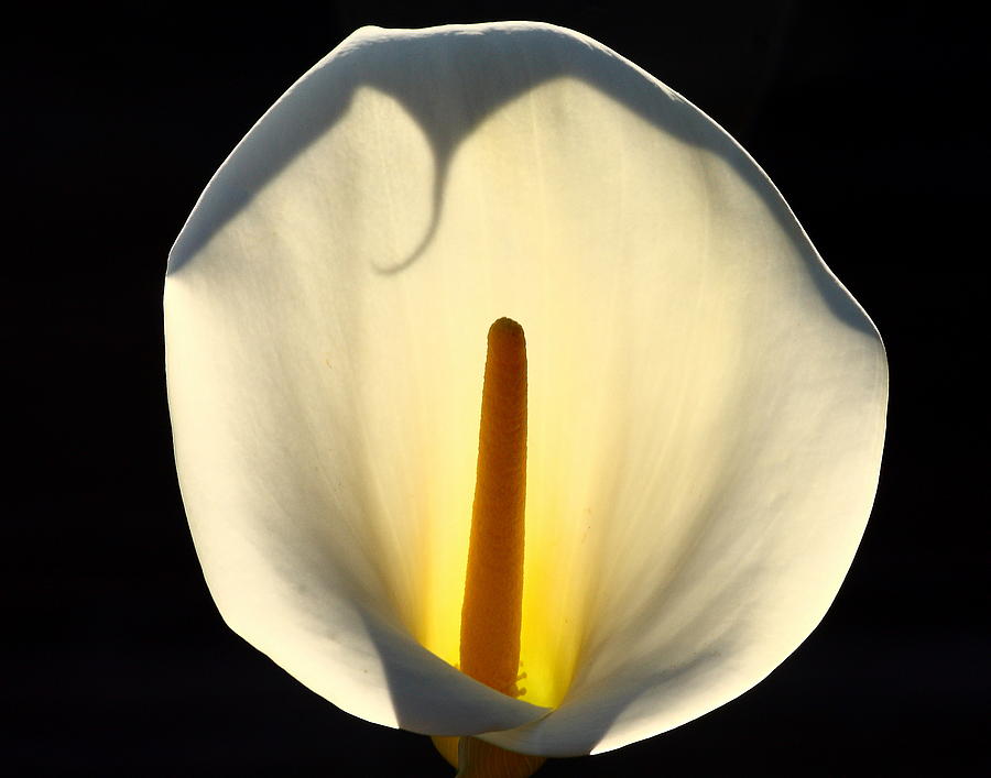Backlit Calla Lily Photograph by Marc Crumpler