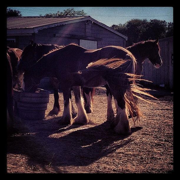 Backlit Clydesdales! These Ladies Are Photograph by Lonnie DiNello