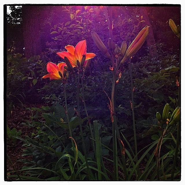 Garden Photograph - Backlit Day Lilies by Paul Cutright