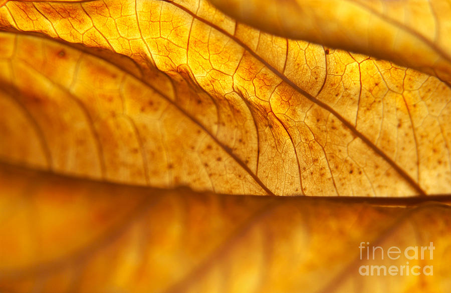 Fall Photograph - Backlit Dead Hydrangea Leaf by Anna Lisa Yoder