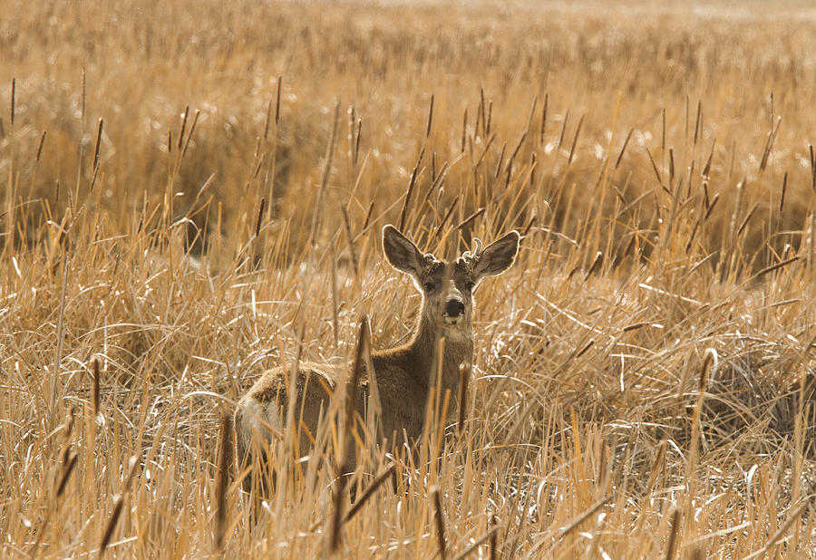Backlit Deer Photograph by Jean Noren