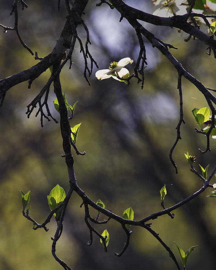Backlit Dogwood Blossom in Natural Frame Photograph by Michael Dougherty