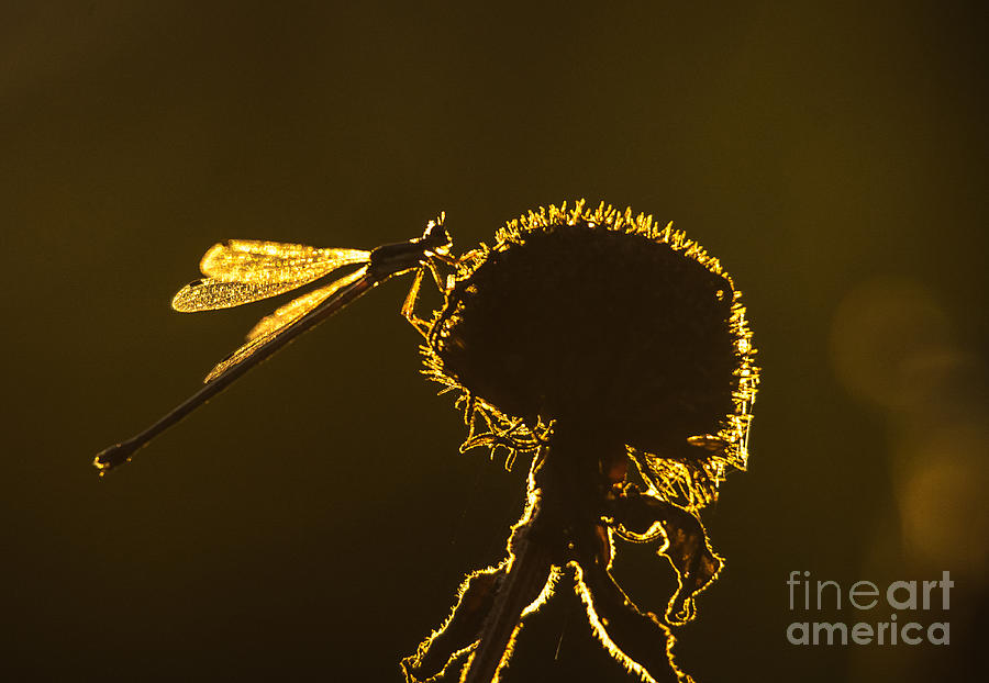 Backlit Dragonfly Photograph by Cheryl Baxter