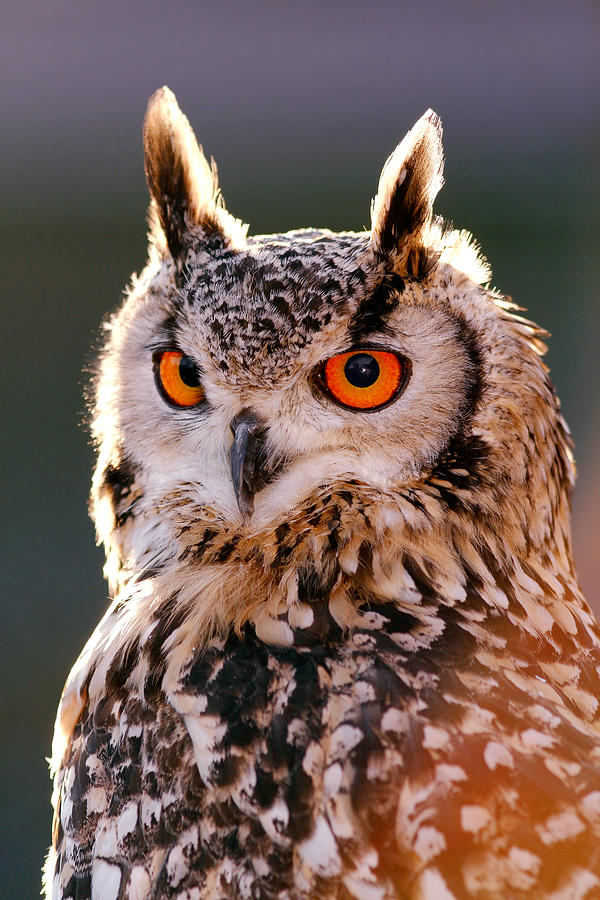 Owl Photograph - Backlit Eagle Owl by Roeselien Raimond