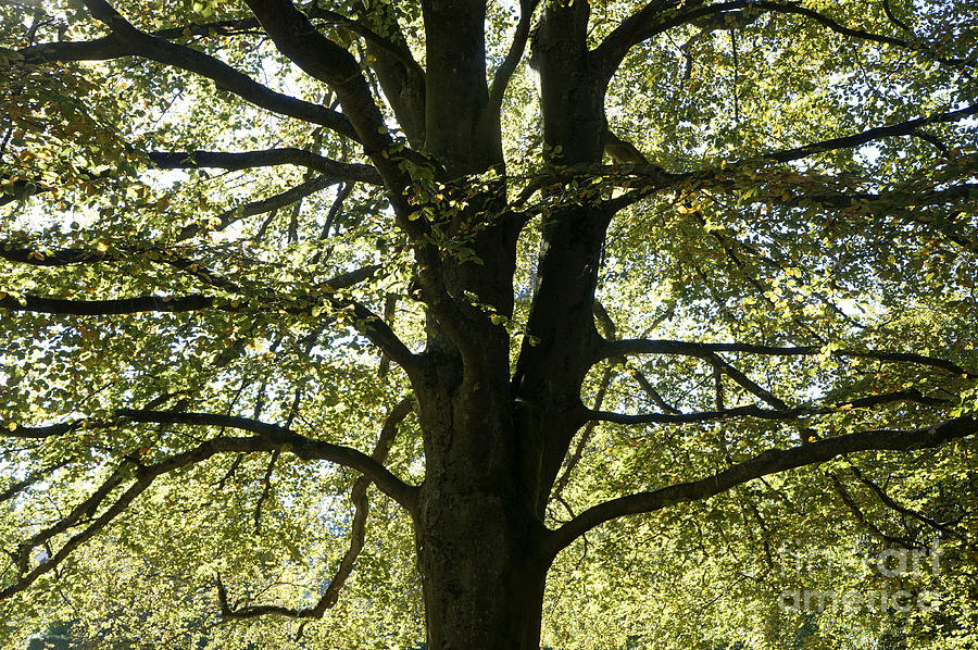 Backlit Elm Tree Photograph by John  Mitchell