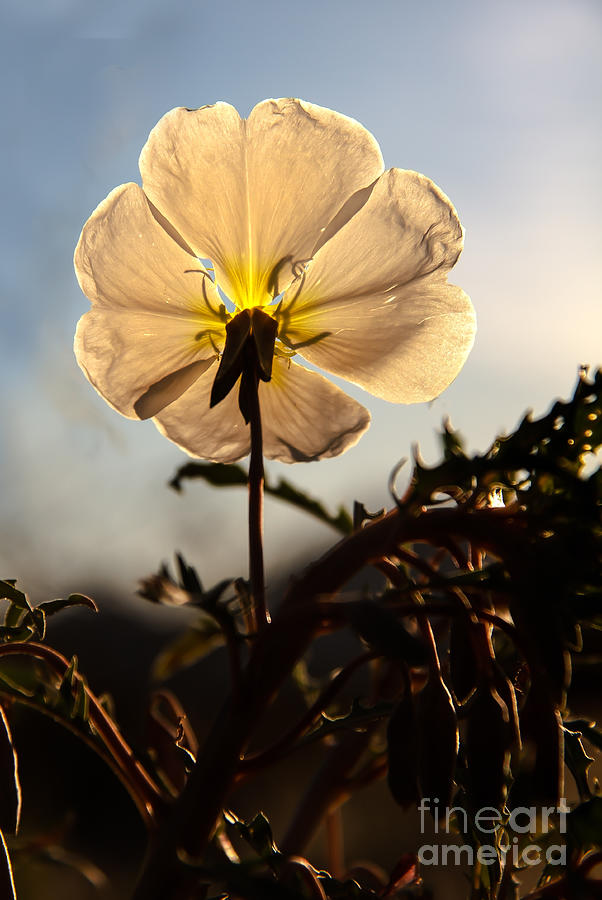 Inspirational Photograph - Backlit Evening Primrose by Robert Bales