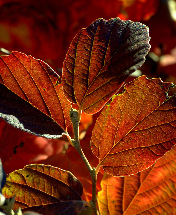 Backlit Fall Colors Witch Hazel Photograph by Nathan Abbott