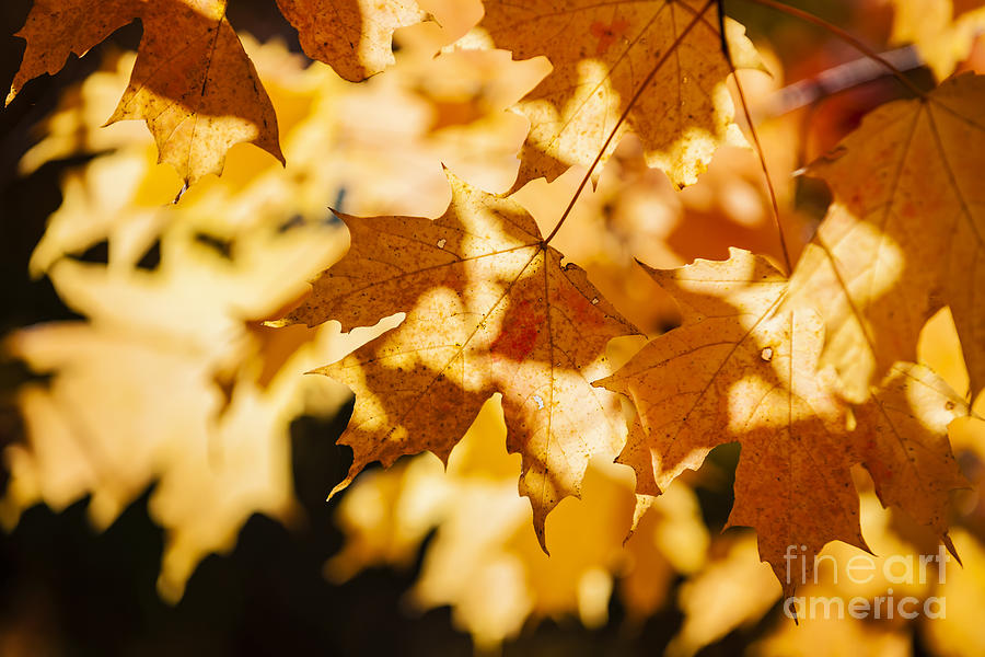 Backlit fall maple leaves Photograph by Elena Elisseeva
