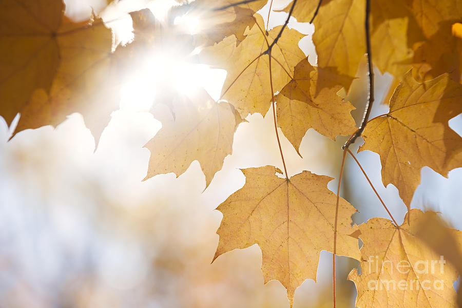 Backlit fall maple leaves in sunshine Photograph by Elena Elisseeva