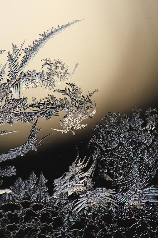 Abstract Photograph - Backlit frost traceries at sunset by Ulrich Kunst And Bettina Scheidulin