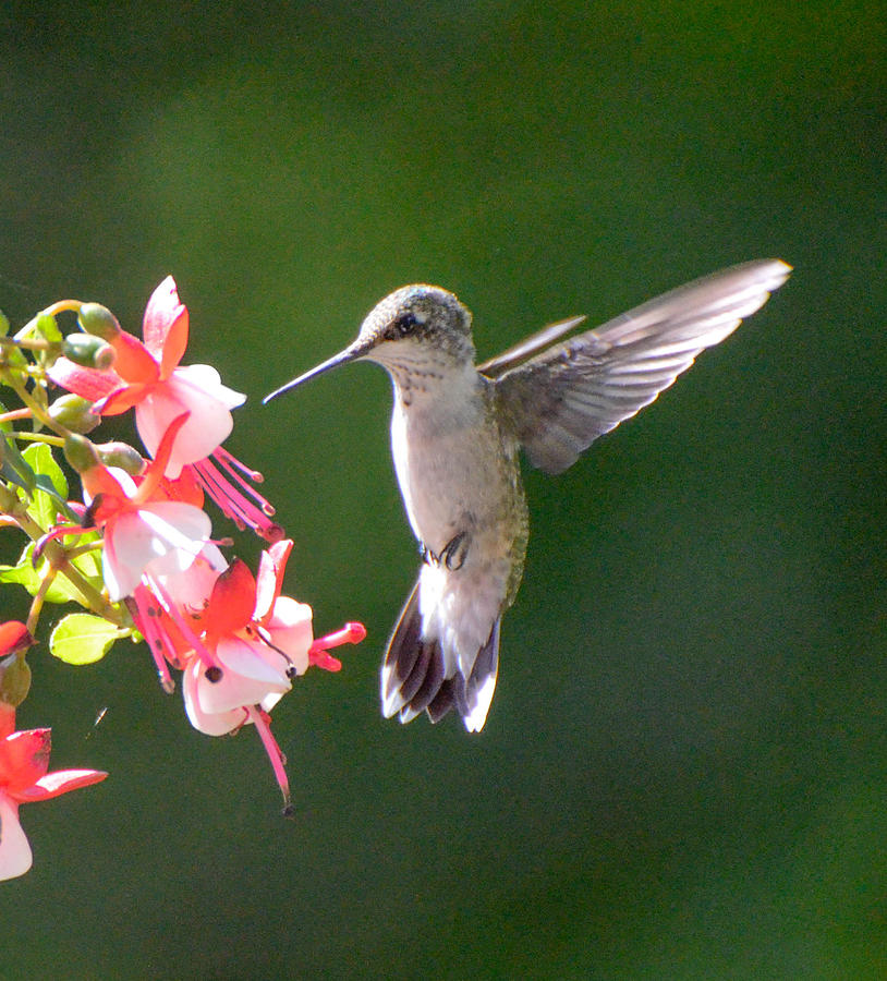 Backlit Fuchsia and Hummer Photograph by Amy Porter