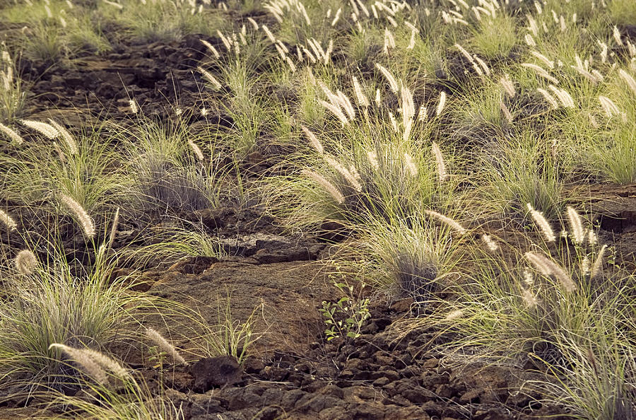 Backlit Grass in Lava Photograph by Peter J Sucy