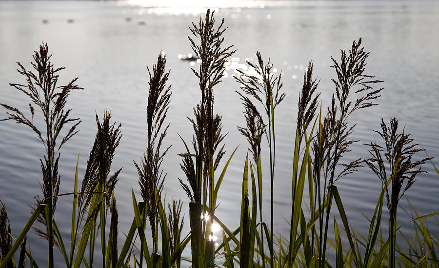 Backlit grasses against early morning lake Photograph by Steven Heap