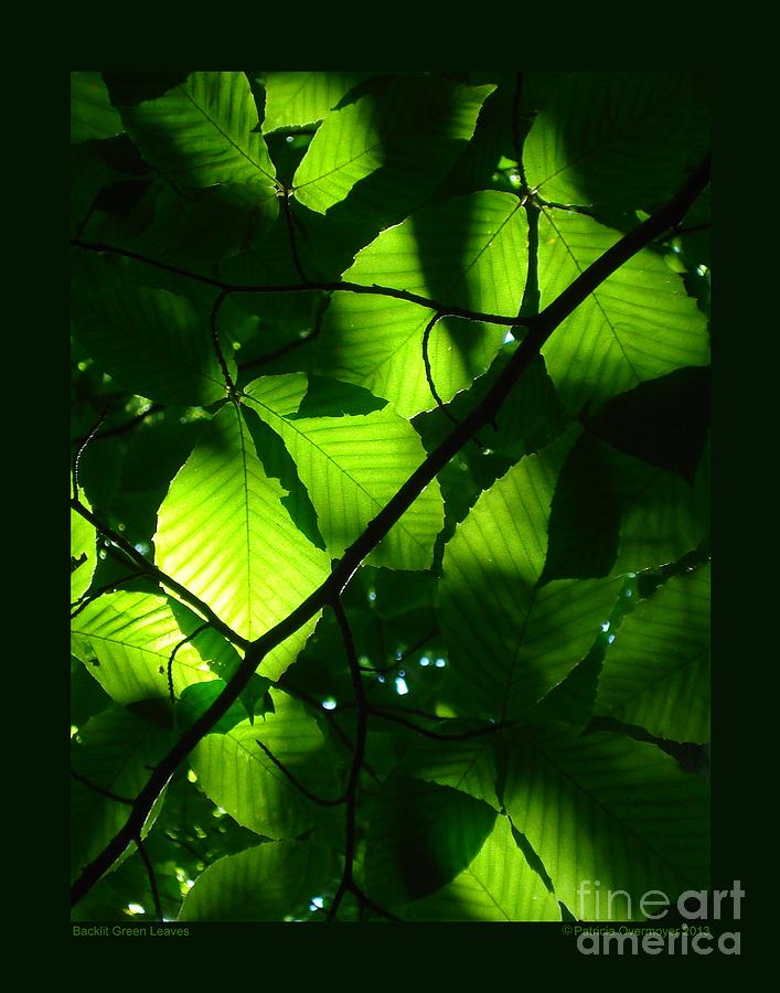 Backlit Green Leaves Photograph by Patricia Overmoyer