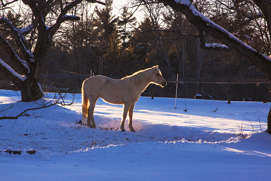 Backlit Horse Photograph by Tom Singleton