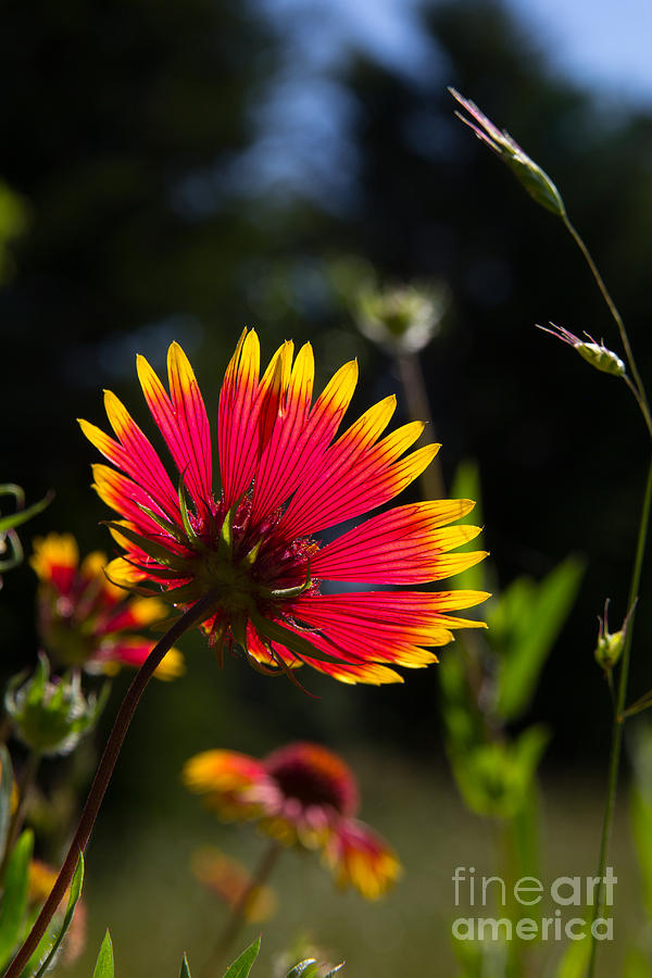 Backlit Indian Blanket Photograph by Jim McCain
