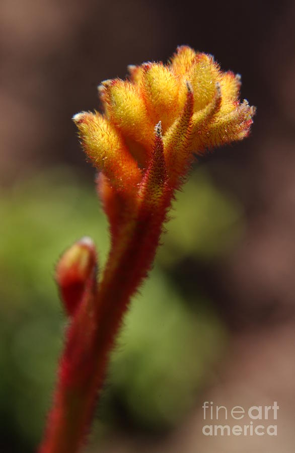 Flower Photograph - Backlit Kangaroo Paw Flower  by Anna Lisa Yoder