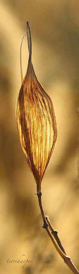 Backlit Leaf Photograph by Terri Harper