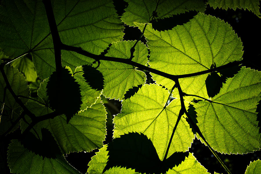 Leaf Photograph - Backlit leaves by Fabrizio Troiani